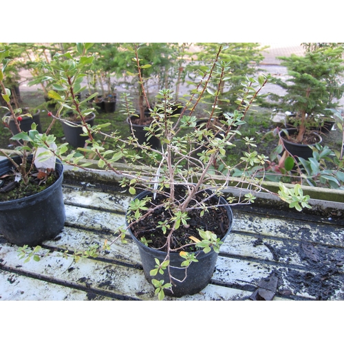 3047 - An Escallonia 