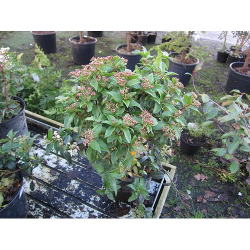 3049 - A Viburnum Tinus