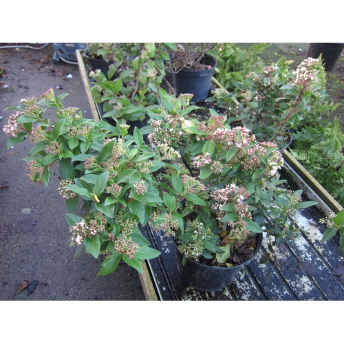 3050 - A Viburnum Tinus