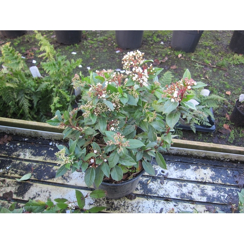 3051 - A Viburnum Tinus