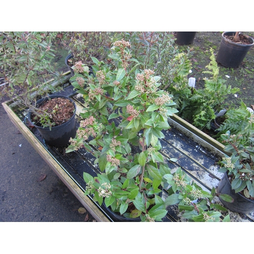 3052 - A Viburnum Tinus