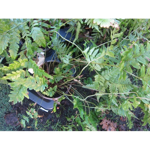 3056 - A garden Fern