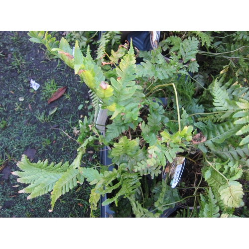 3059 - A garden Fern