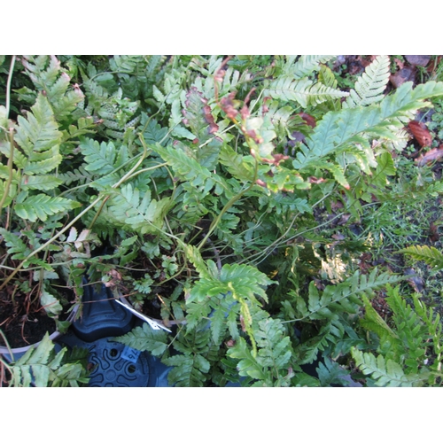 3060 - A garden Fern