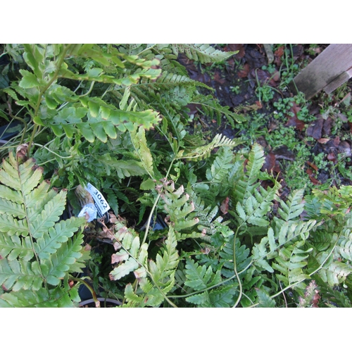 3062 - A garden Fern