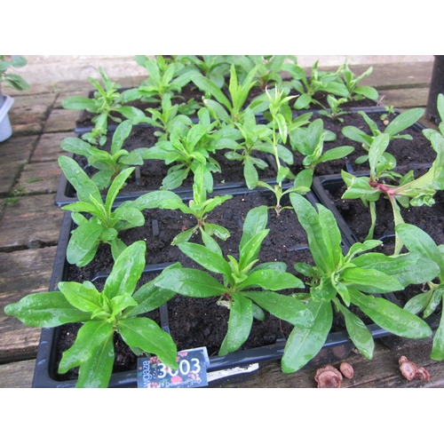 3003 - A quantity of Sweet Williams