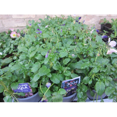 3004 - 18 trailing Viola