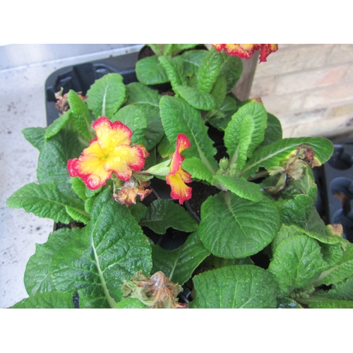 3007 - 9 Polyanthus