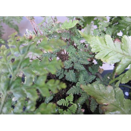 3010 - A garden Fern