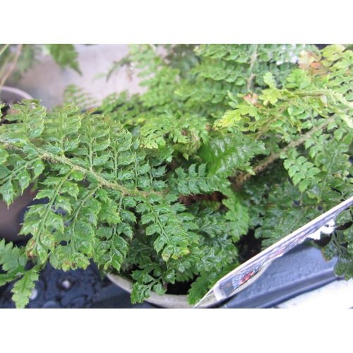 3011 - A garden Fern