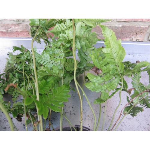 3012 - A garden Fern