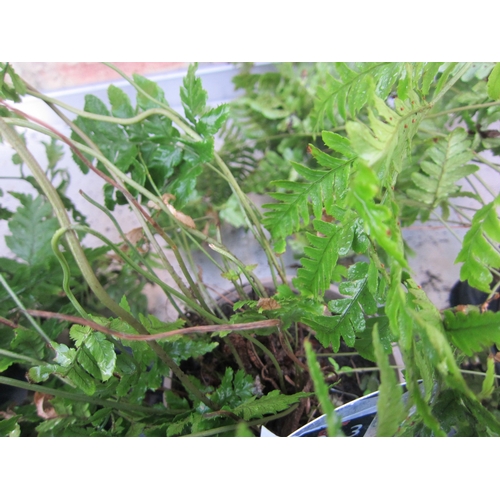 3013 - A garden Fern