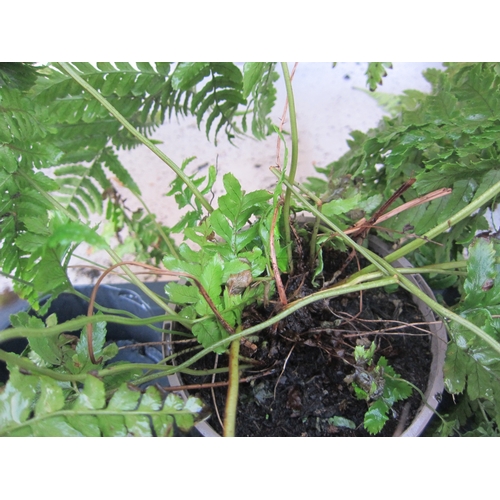 3015 - A garden Fern