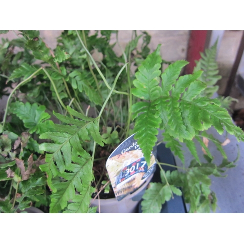 3017 - A garden Fern