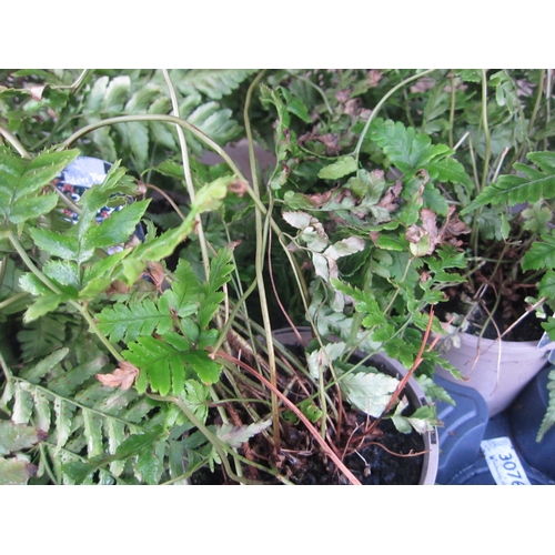 3018 - A garden Fern