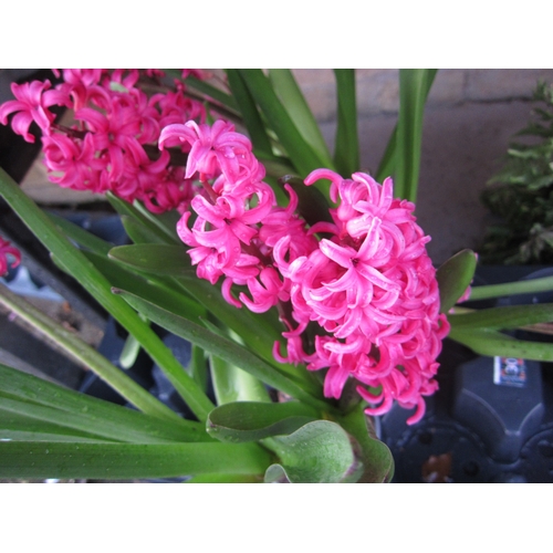 3021 - 3 pink Hyacinth