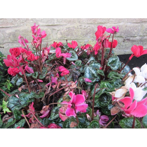 3023 - 12 mini Cyclamen