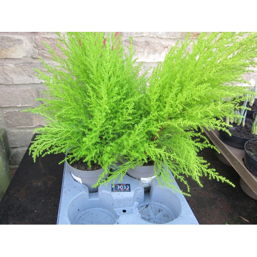 3033 - 2 Cupressus 