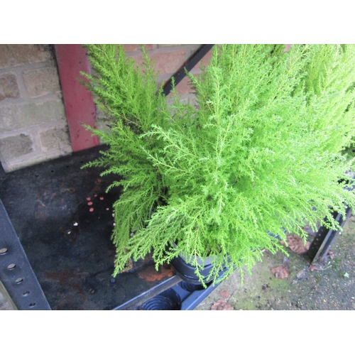 3036 - 2 Cupressus 