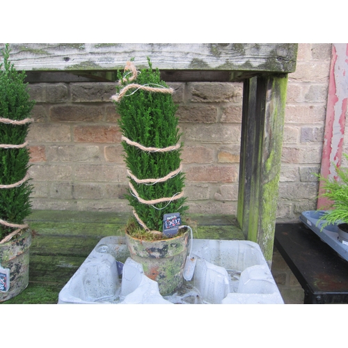 3037 - An Ellwoodii with lights