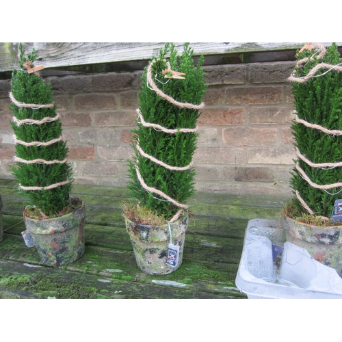 3038 - An Ellwoodii with lights