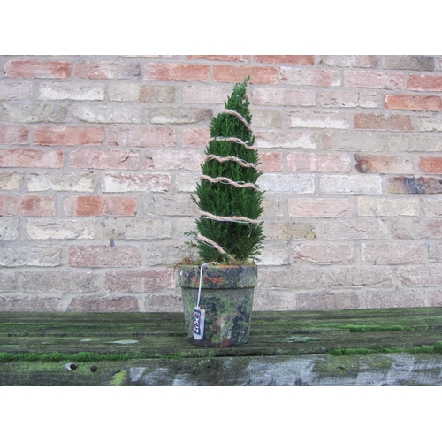 3039 - An Ellwoodii with lights