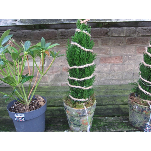 3040 - An Ellwoodii with lights