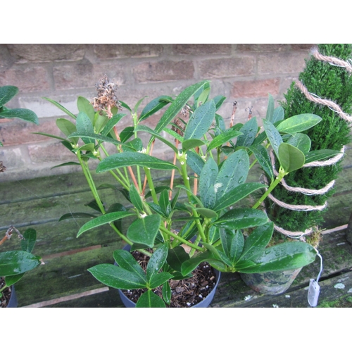 3041 - A green Skimmia