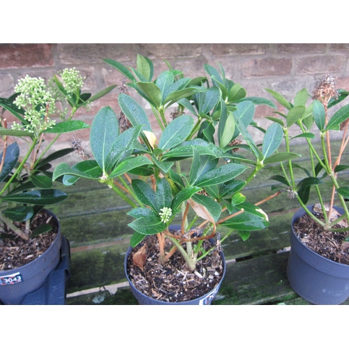 3042 - A green Skimmia