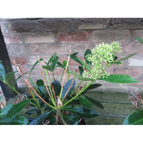 3043 - A green Skimmia