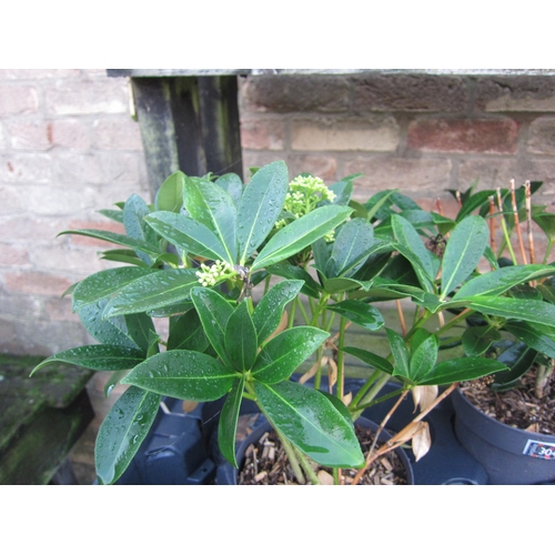 3044 - A green Skimmia