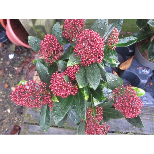 3045 - A Skimmia 