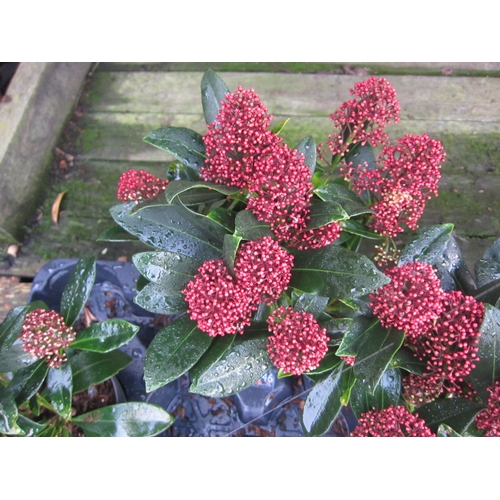3046 - A Skimmia 