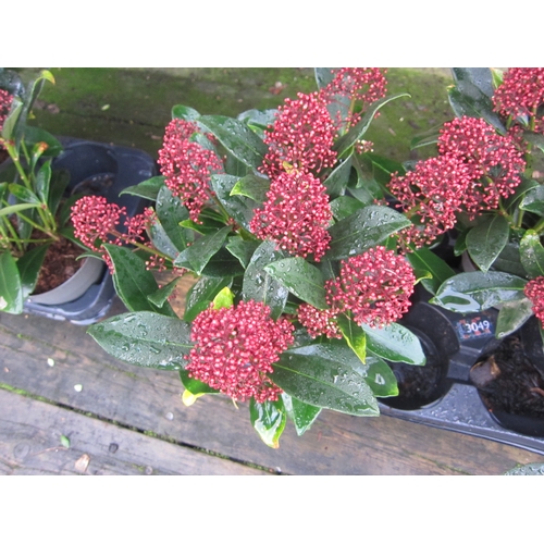 3048 - A Skimmia 