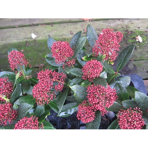 3049 - A Skimmia 