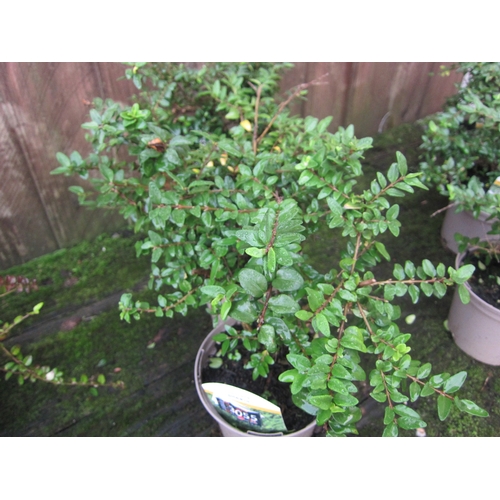3055 - 3 Lonicera 