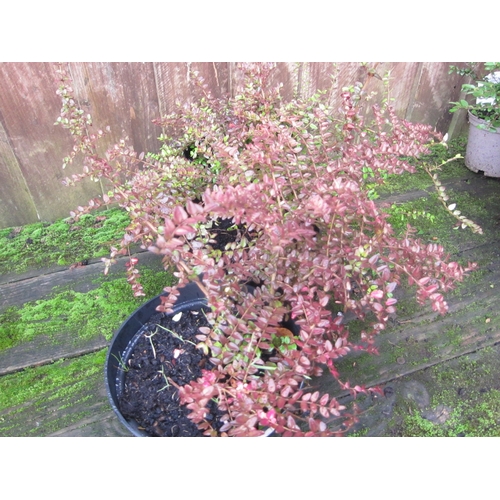 3056 - 3 Lonicera Nitida