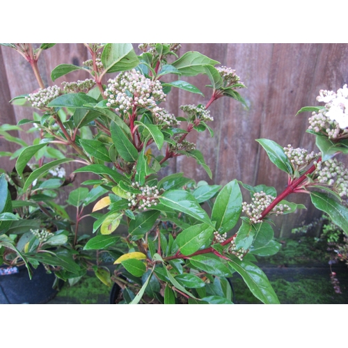 3057 - A Viburnum Tinus