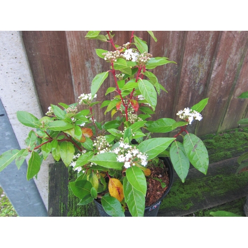 3058 - A Viburnum Tinus