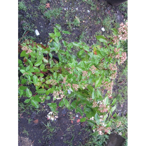 3059 - A Viburnum Tinus