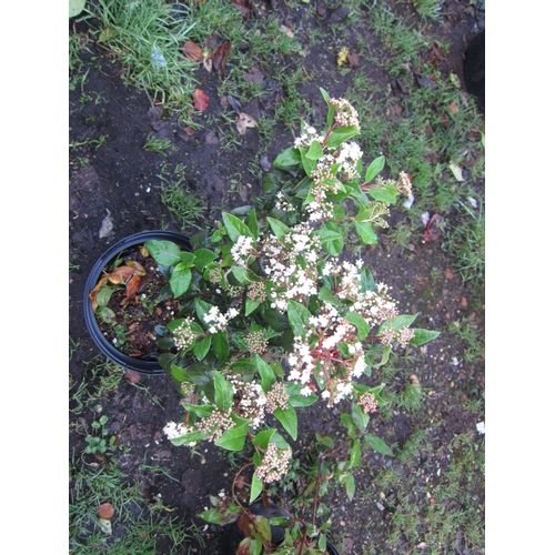 3060 - A Viburnum Tinus