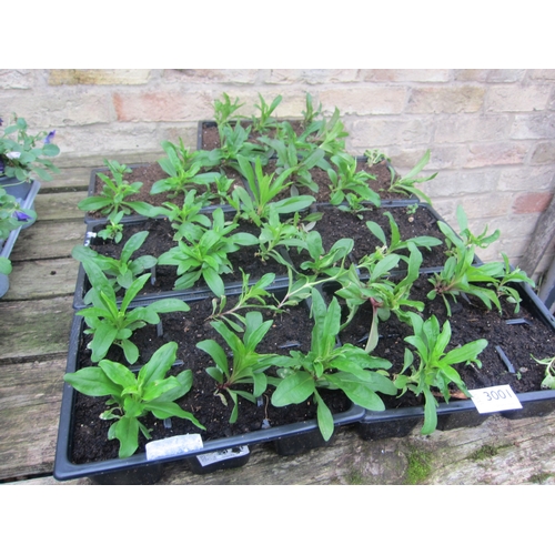 3001 - Quantity of sweet williams
