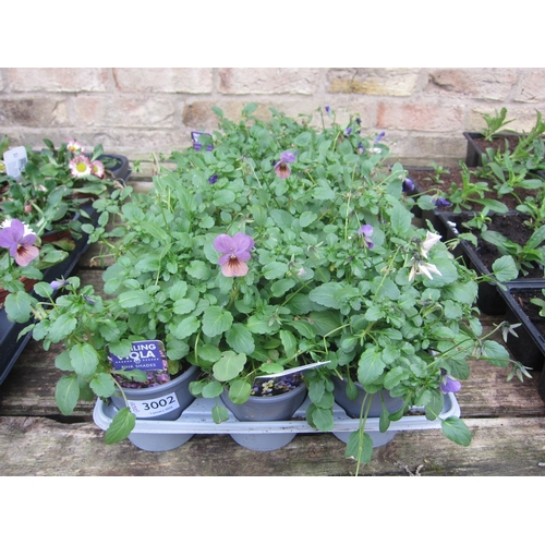 3002 - 18 trailing viola