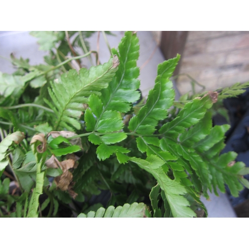 3007 - Garden Fern