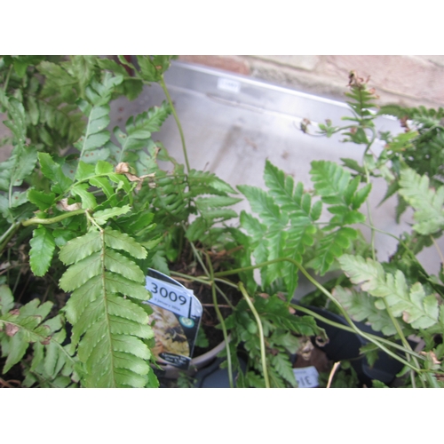 3009 - Garden Fern