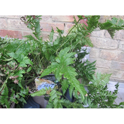 3011 - Garden Fern