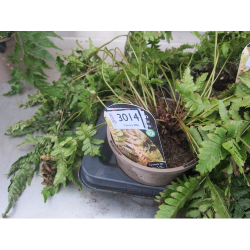 3014 - Garden Fern