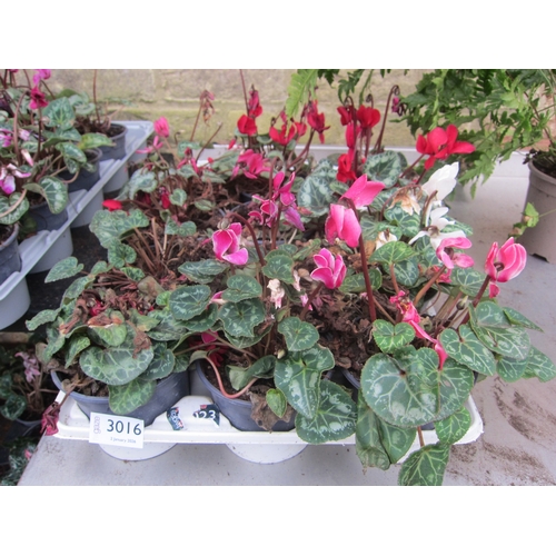 3016 - 12 Mini Cyclamen