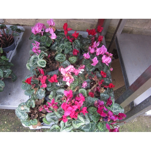 3017 - 12 Mini Cyclamen