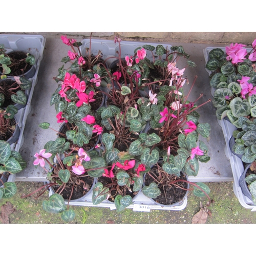 3018 - 12 Mini Cyclamen
